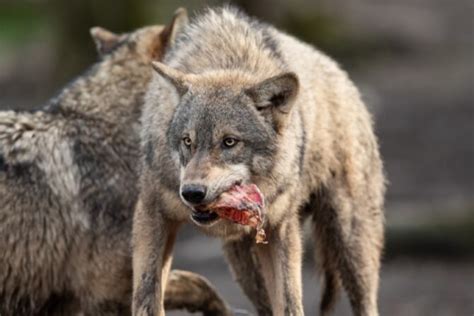 Wolf diet. Things To Know About Wolf diet. 